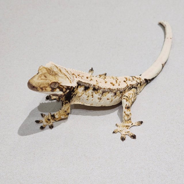 Tri Drippy White Spot White Crown