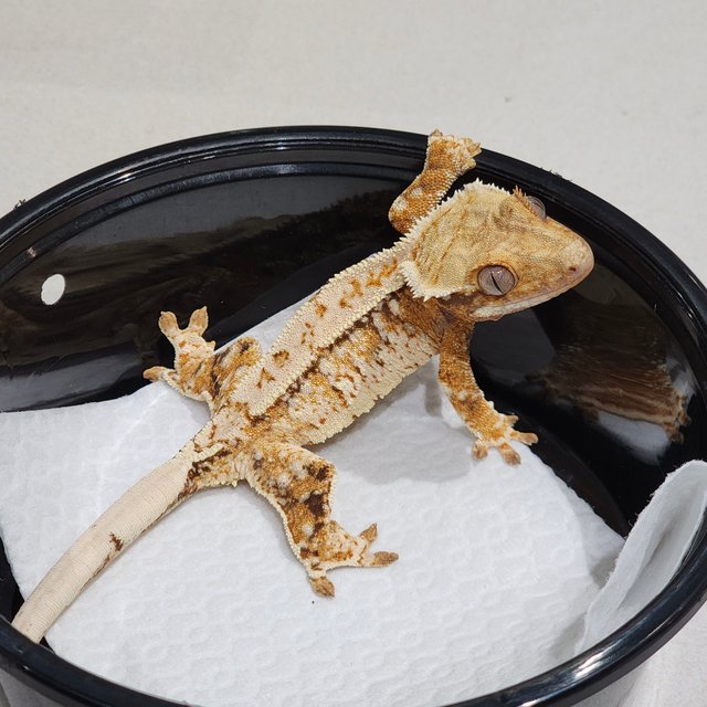 White Crown Tri Extreme Harlequin Drippy White Spot