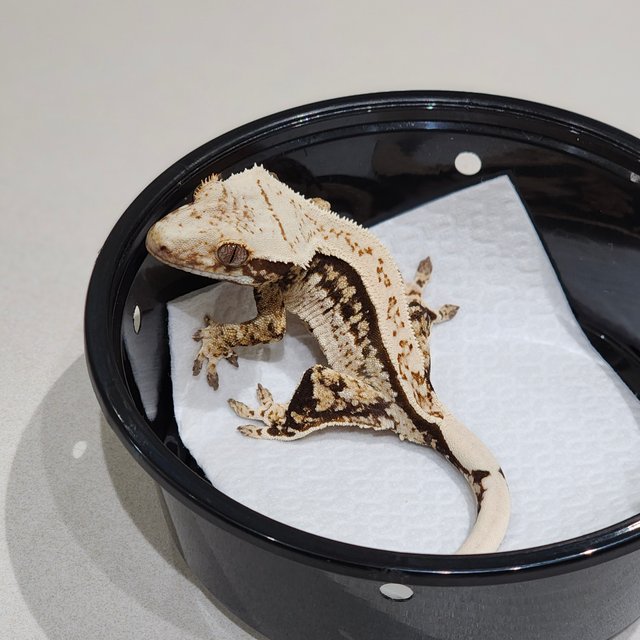 드리피 쿼드 화이트스팟