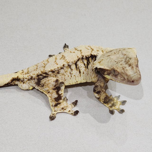 Zengex Drippy White Spot Tri Extreme Harlequin White Pin