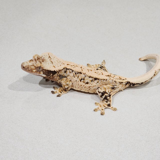 Extreme Harlequin White Spot Drippy Tri