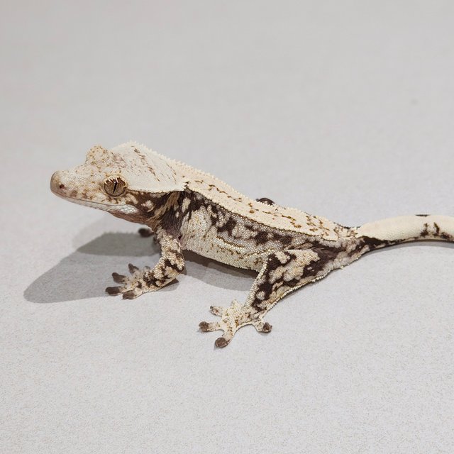 Drippy Quad White Spot