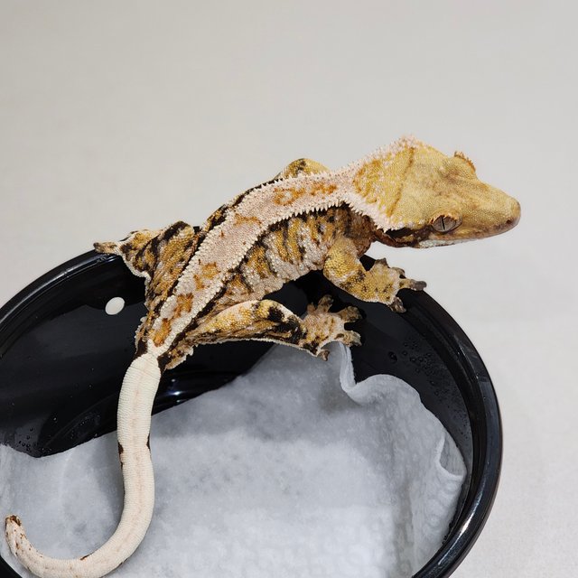 White Pin White Crown Tri Extreme Harlequin White Spot