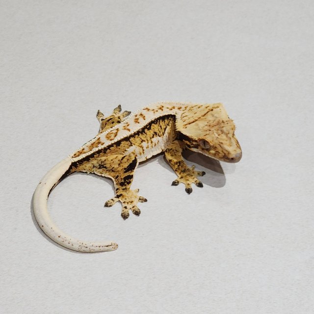 Extreme Harlequin Tri Full Pinstripe