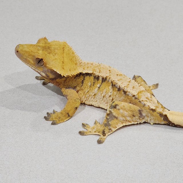 트라이 익스트림할리퀸 화이트스팟