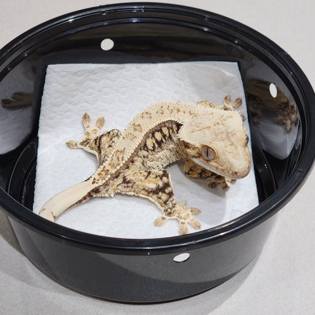 Drippy Quad White Spot