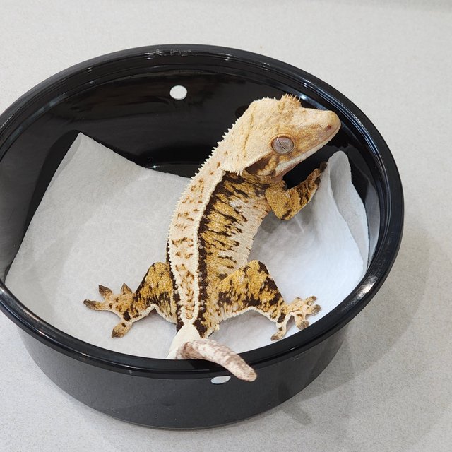 풀핀 드리피 화이트스팟 트라이 익스트림할리퀸