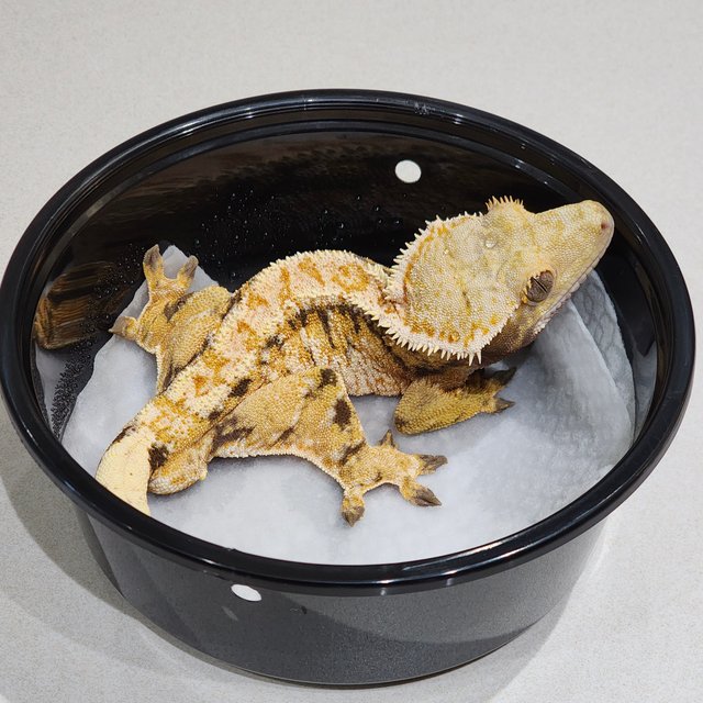 화이트핀 트라이 익스트림할리퀸 드리피 화이트스팟