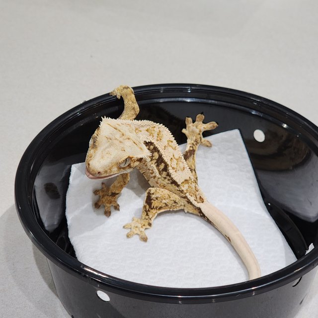 Drippy Quad White Spot