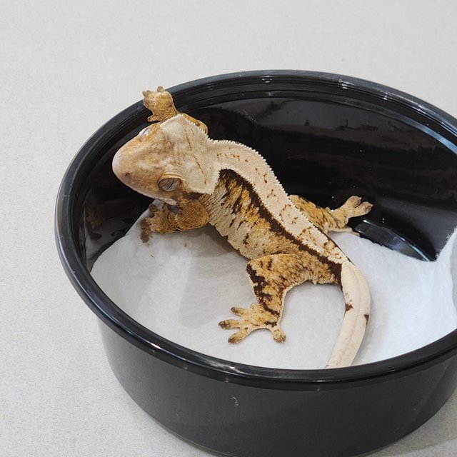 White Spot Extreme Harlequin Tri