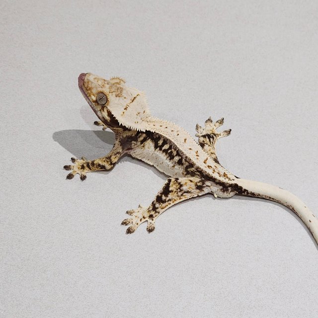 Drippy Quad Full Pinstripe Zengex