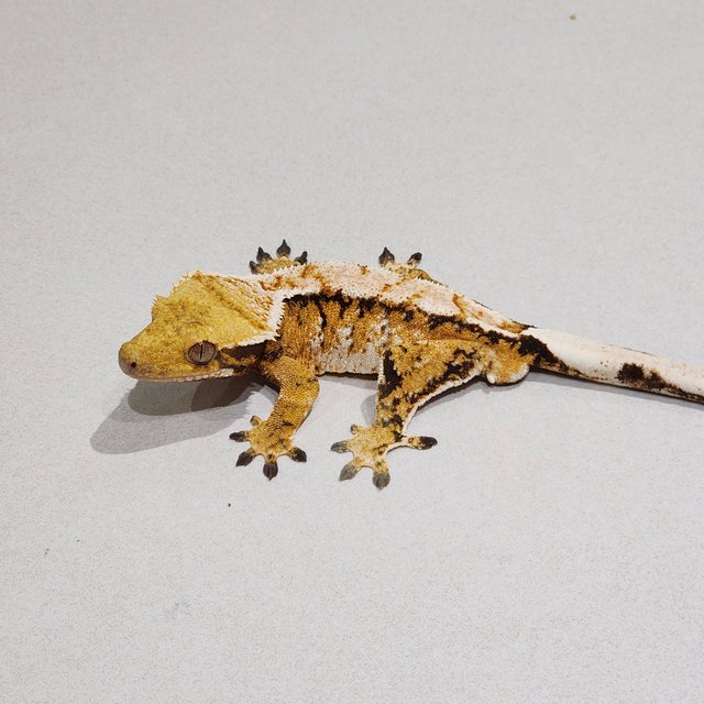 Tri White Crown Extreme Harlequin