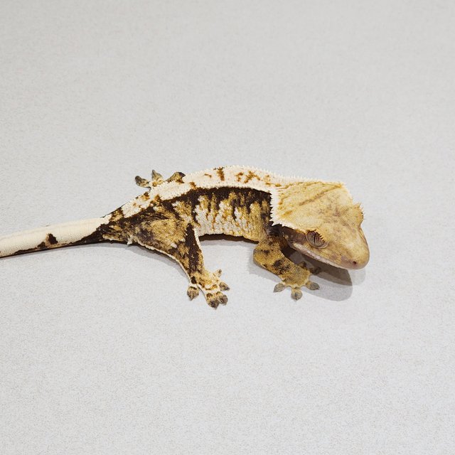 Extreme Harlequin White Crown Tri