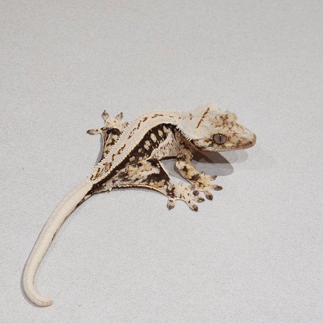 Drippy Full Pinstripe White Spot