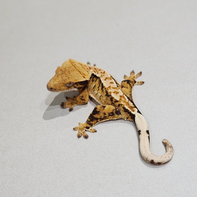 트라이 익스트림할리퀸