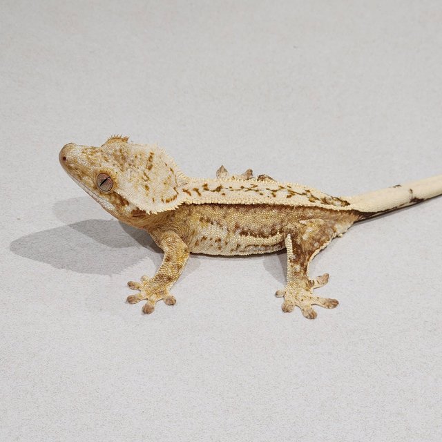 Cream Quad White Crown