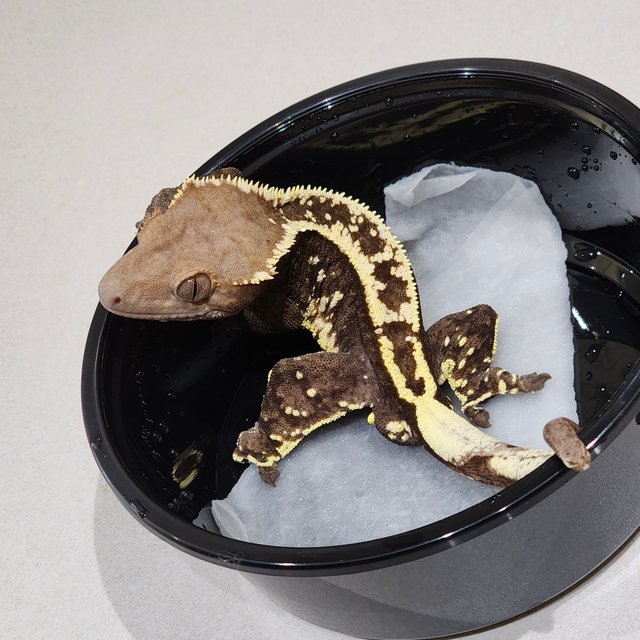 화이트핀 카푸치노