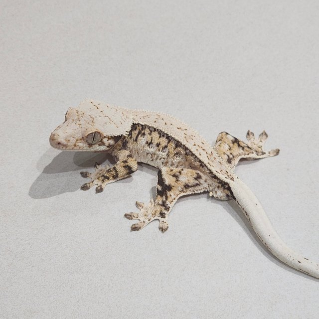 Tri Drippy White Spot