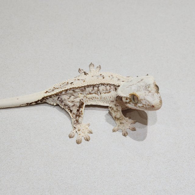 Full Pinstripe Quad Drippy White Spot Brindle