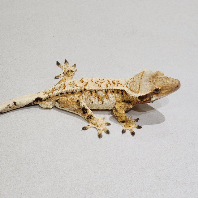 Extreme Harlequin Tri Drippy White Crown White Spot