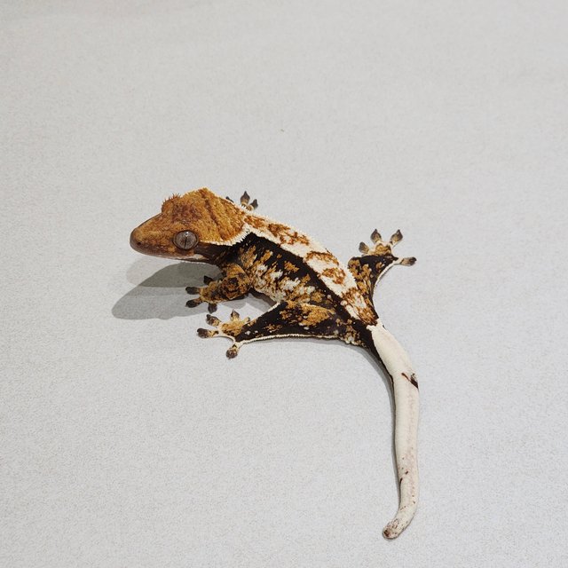 White Pin Tri Extreme Harlequin White Spot