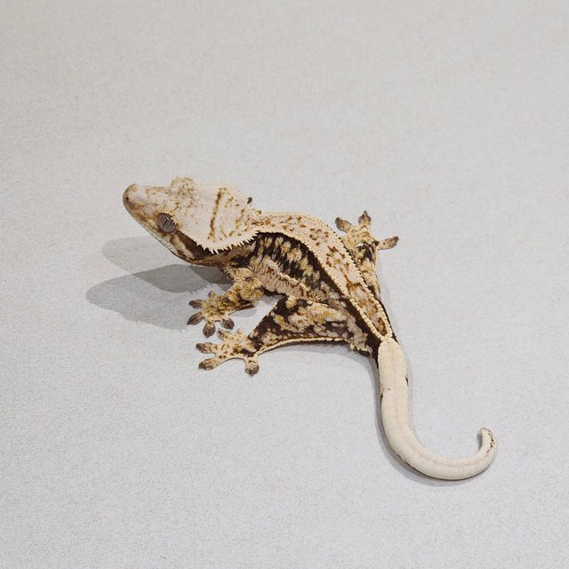 Full Pinstripe Quad Tri Extreme Harlequin White Spot