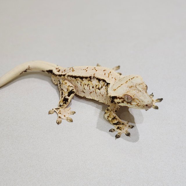 Tri White Spot White Crown Extreme Harlequin