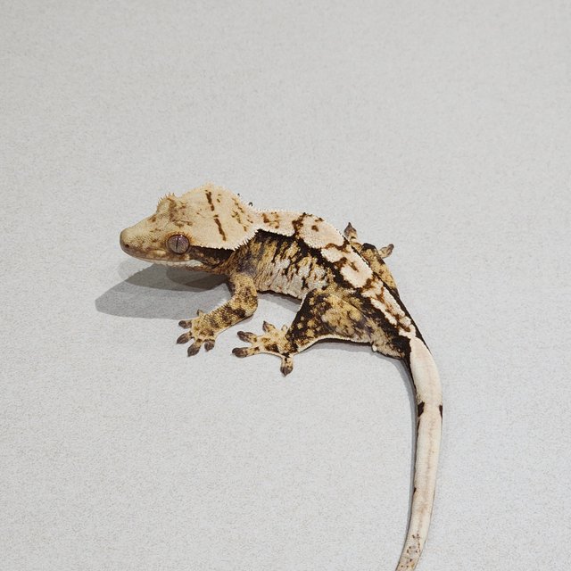 트라이 익스트림할리퀸 화이트스팟