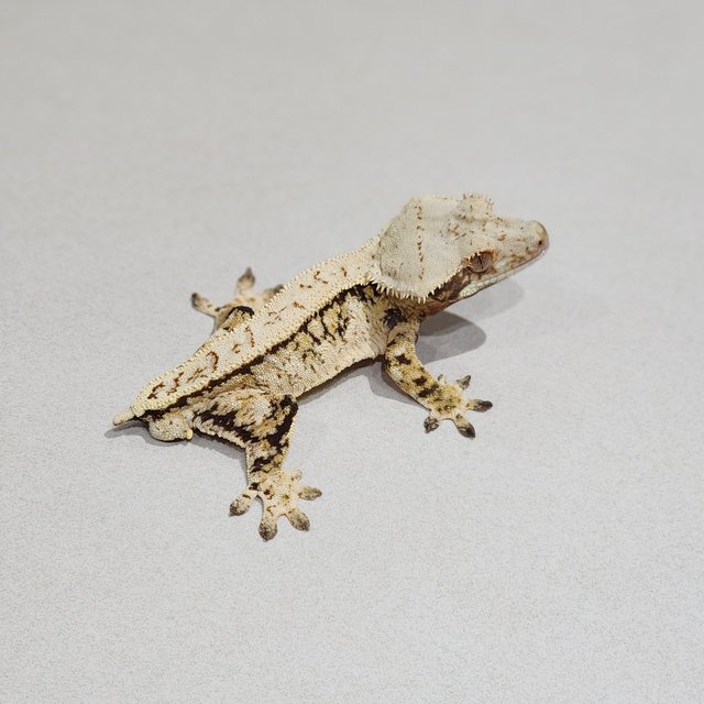 Extreme Harlequin Tri Full Pinstripe