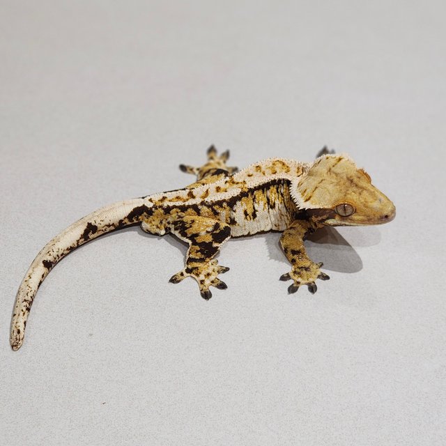 Tri Extreme Harlequin White Spot White Pin