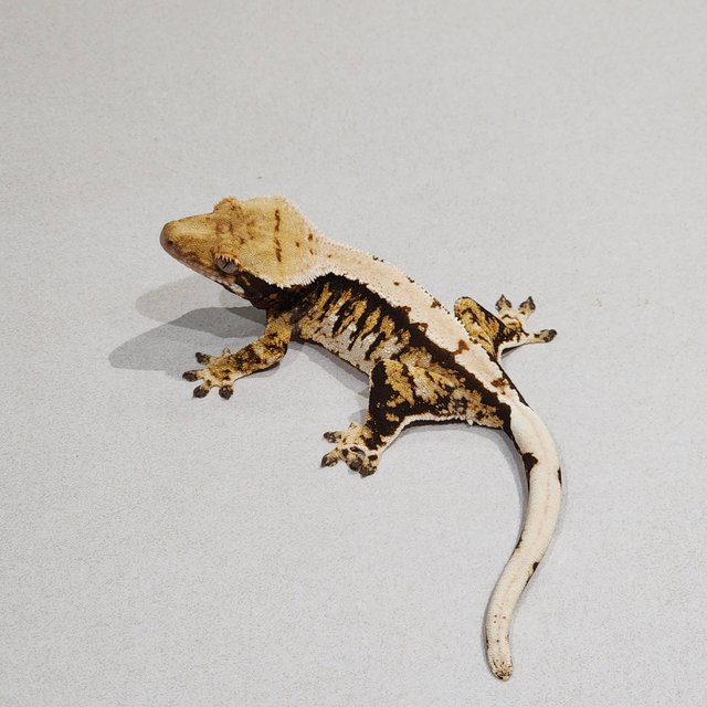 트라이 익스트림할리퀸 화이트핀