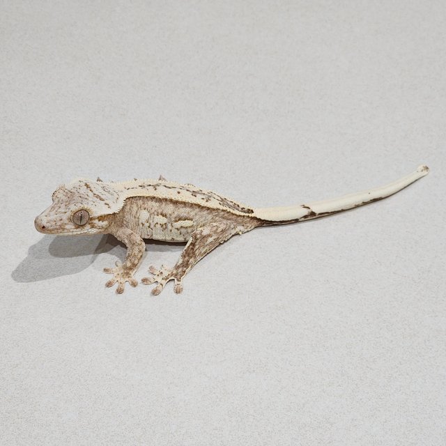 풀핀 드리피 화이트스팟 크림