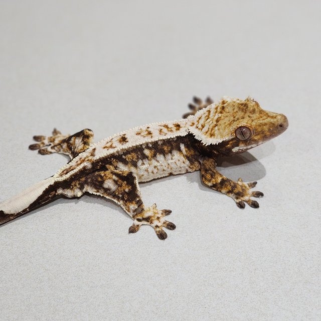 Drippy Tri Quad White Spot White Crown
