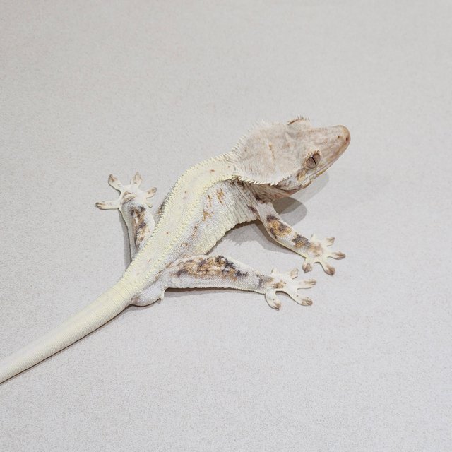 트라이 릴리화이트