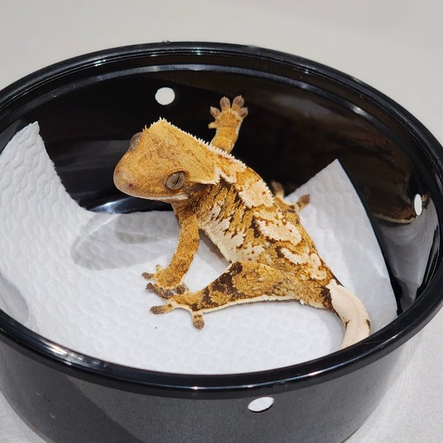 White Crown Tri Extreme Harlequin