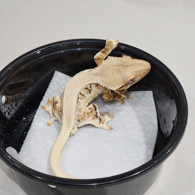 솔리드백 트라이 릴리화이트