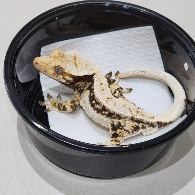 Quad Drippy White Spot