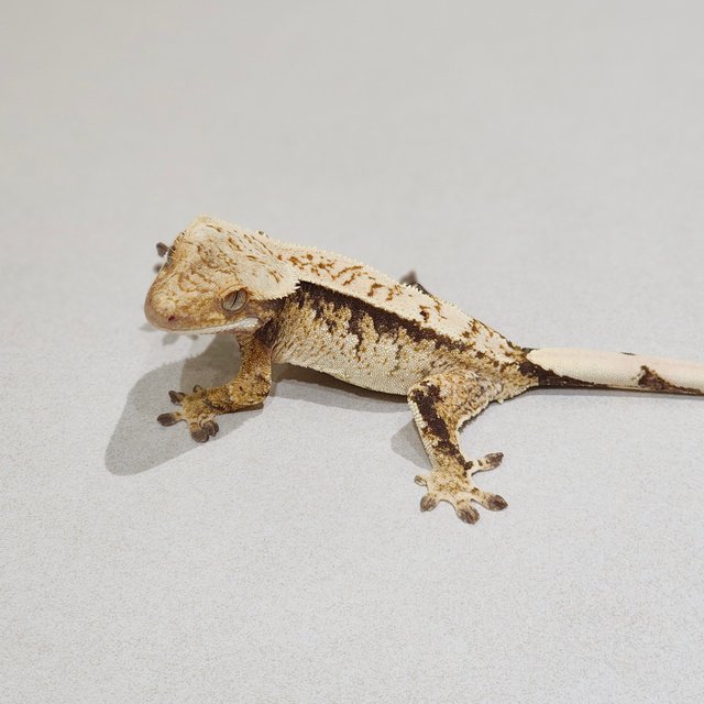 Tri Extreme Harlequin White Spot