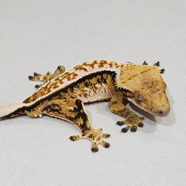 풀핀 트라이 익스트림할리퀸 화이트핀