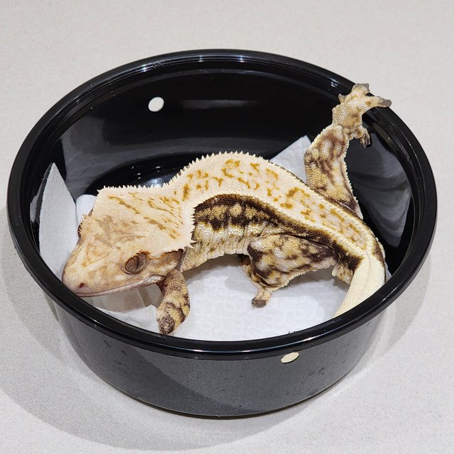 풀핀 화이트크라운 드리피 쿼드