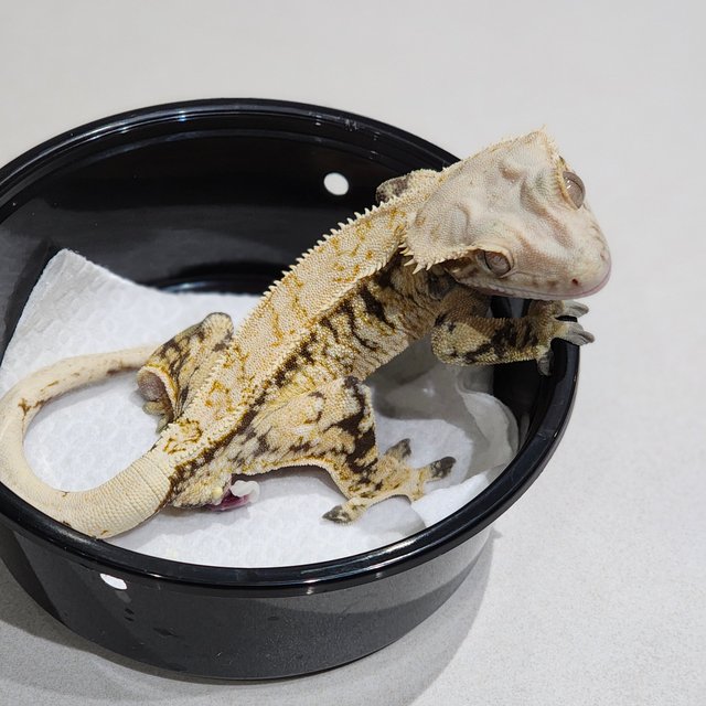 드리피 트라이 익스트림할리퀸 화이트스팟