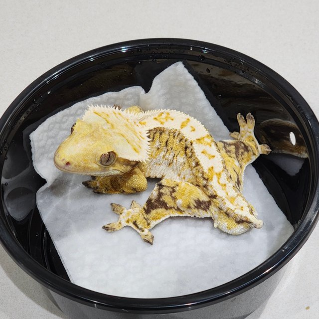 화이트크라운 드리피 트라이 익스트림할리퀸