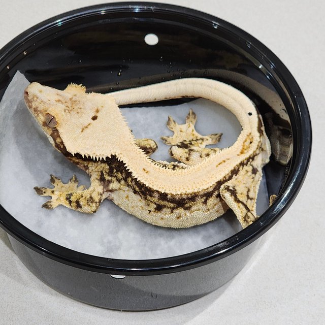 Full Pinstripe Drippy Quad Solid Back