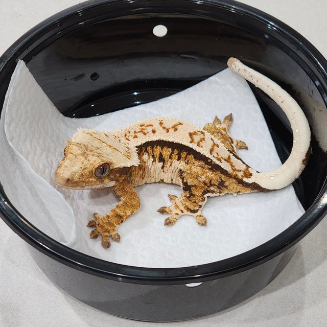 트라이 익스트림할리퀸 화이트핀 화이트크라운 화이트스팟