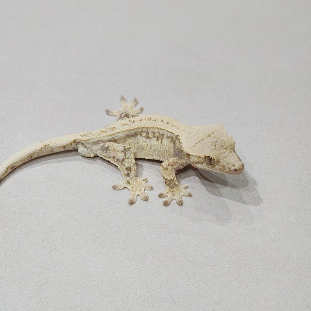 Full Pinstripe Drippy White Spot