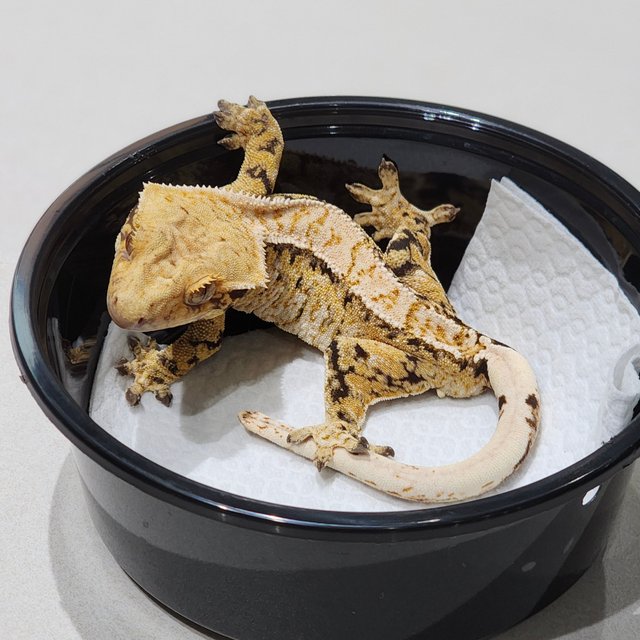 Extreme Harlequin Tri White Spot