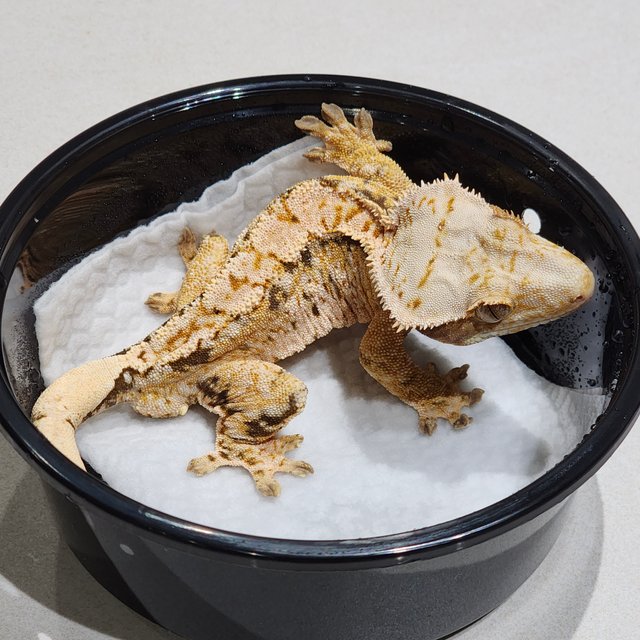 트라이 익스트림할리퀸 화이트스팟