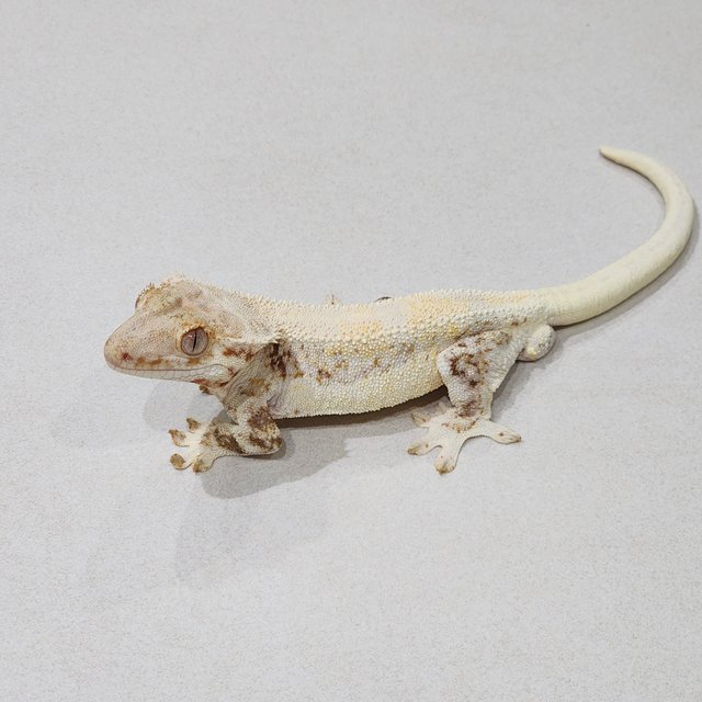 Lilly White Solid Back