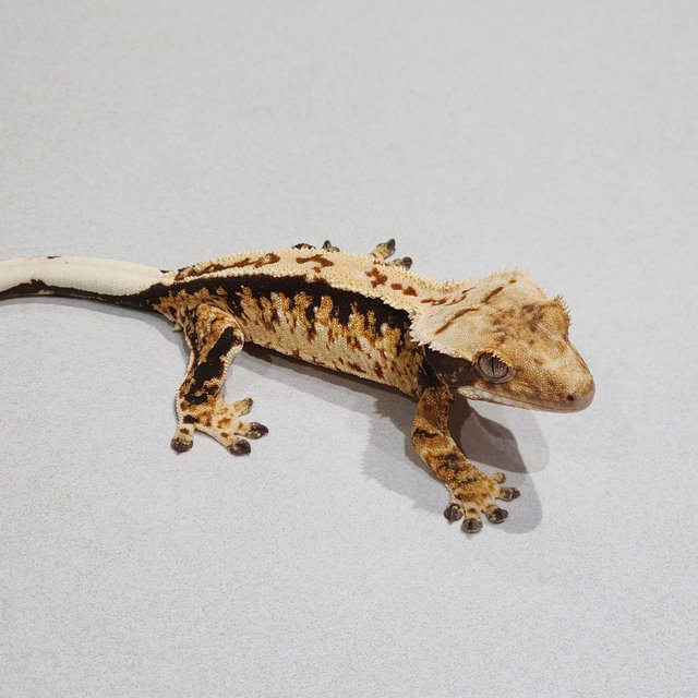 Tri Extreme Harlequin White Spot
