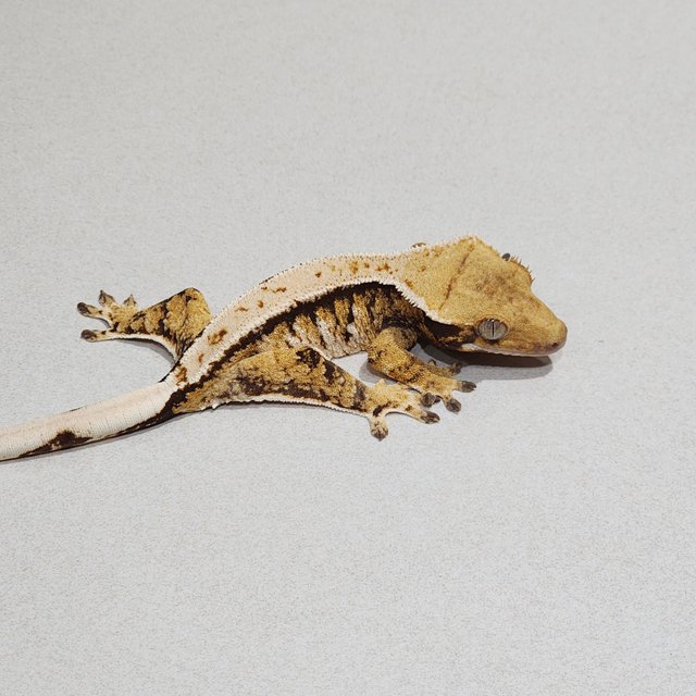 Tri Extreme Harlequin White Pin White Spot